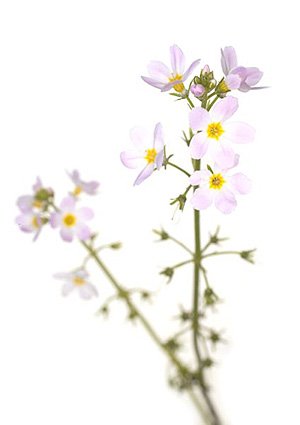Water Violet / Vandrøllike Water Violet / Vandrøllike