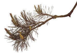 Pine / Skovfyr Pine / Skovfyr
