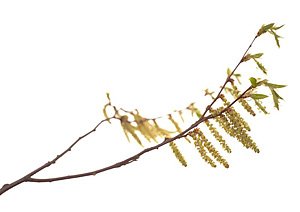 Hornbeam / Avnbøg Hornbeam / Avnbøg