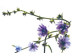 Chicory / Cikorie Chicory / Cikorie