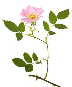 Wildrose / Hunderose Wildrose / Hunderose