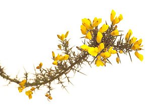 Gorse / Tornblad Gorse / Tornblad