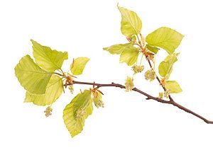 Beech / Bøg Beech / Bøg
