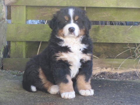 Xillijan Xas van de Weyenberg