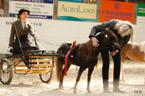 Vores avls hingst Splendors steal the show. Årets Standart hingst 2016