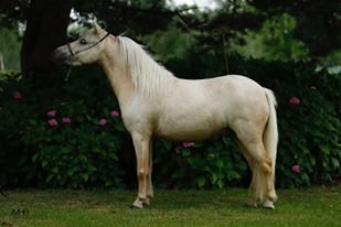 Teglmosens Golden Whiz Årets vallak 2016