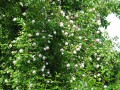 Arvensis Splendens