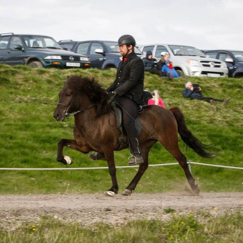 Mummi og Gangskör frá Hallkelsstaðahlíð