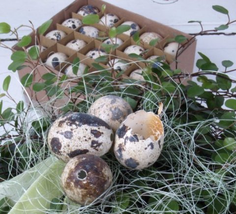 Quail eggs