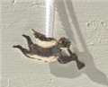 Engel i metal, Angel in metal, Engel Eisen, 10x4,5 cm