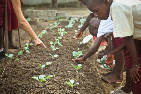 Planting Cabbages