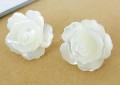 White Rose reringe