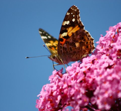 Natur