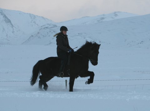 Njörður frá Steinsholti