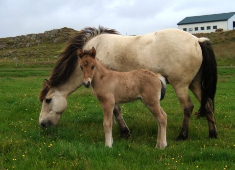 Bót and Embla