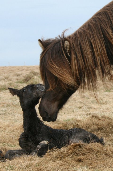 Birna and her foal