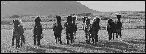 The training horses having fun on the fields