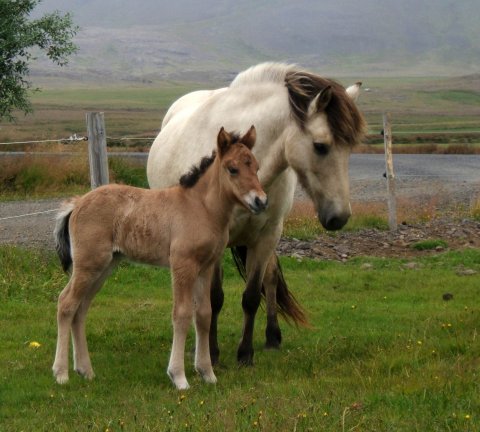 Bót and Embla