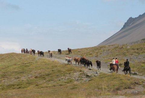 hestaferð