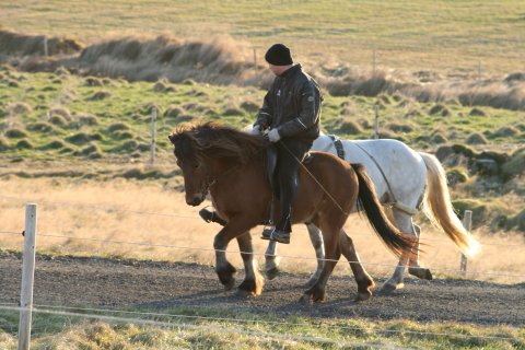 Training horses