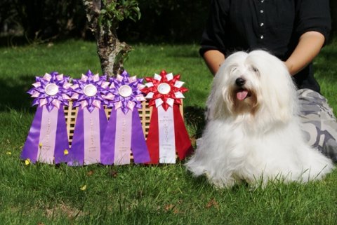 Cookie dansk champion