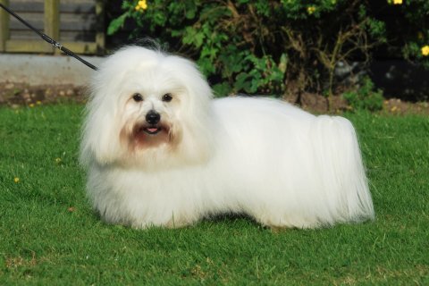 avlshan