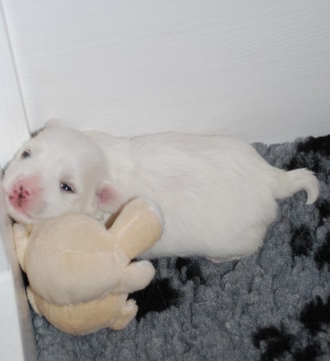 Coton Amigo