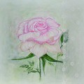 La vie en rose