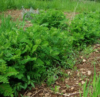 Huang-qi,Hindeagtig  Astragel, L�geurt