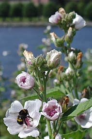 L�ge- stockrose