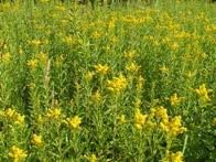 Gyldenris, L�ge