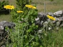 Farveg�seurt