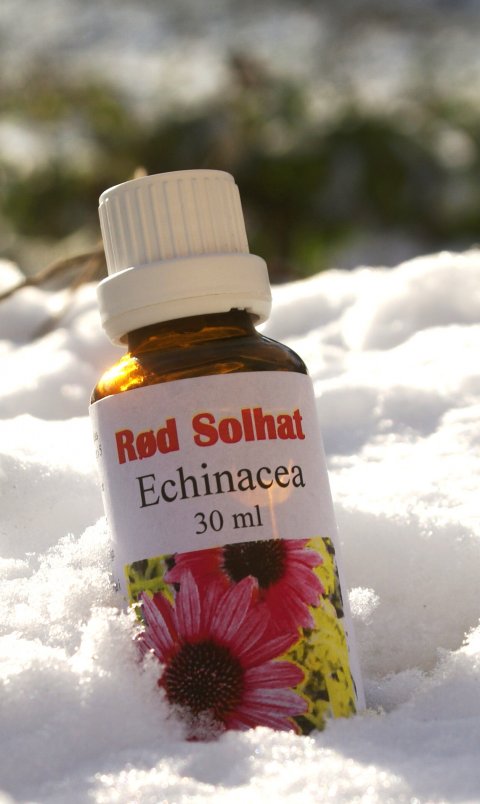 R�d Solhat (Enchinacea)