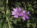 L�geurter FR�