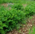 Huang-qi,Hindeagtig  Astragel, L�geurt