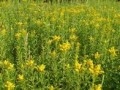 Gyldenris, L�ge
