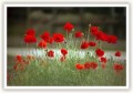 Valmue, alm l�geurt