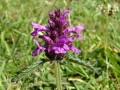 Betonia, L�ge