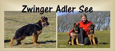 Kennel Adler see v/ Lizette Jørgensen