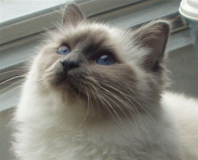 &copy; Copyright (N) Miridania's 2009