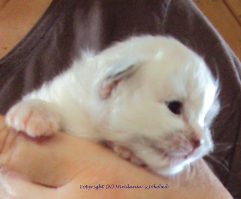 (N) Miridania&acute;s Jokebed