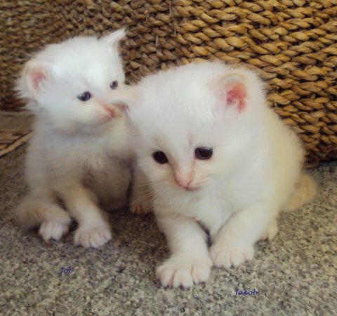 (N) Miridania&acute;s Job tv & Jakob th