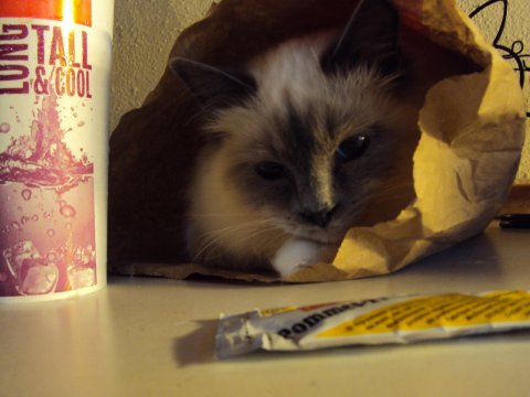 DK* Nick & Nico&acute;s Bianca