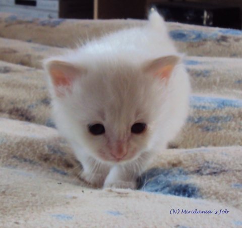 (N) Miridania&acute;s Job