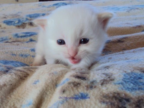 (N) Miridania&acute;s Jakob