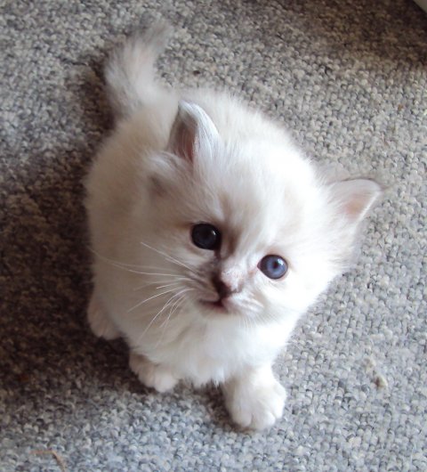 Jokebed d. 25.03.2011