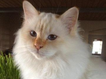 DK V�rholdt�s The Red Tootsie