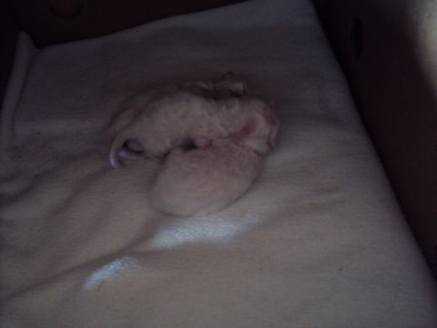 Copyright (N) Miridania's