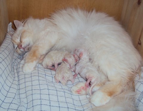 copyright (N) Miridania's