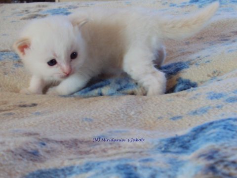 (N) Miridania&acute;s Jakob